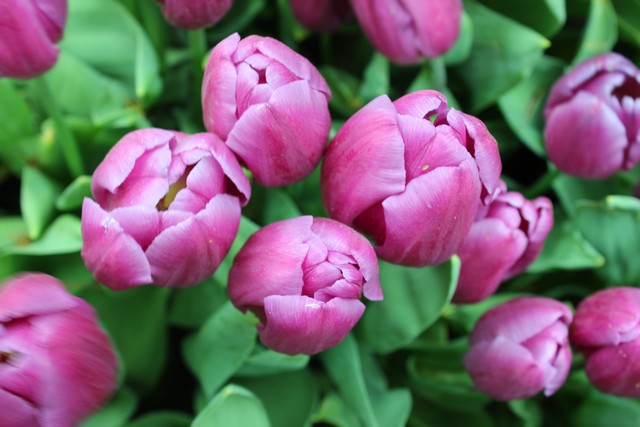 istanbul-lale-festivali-nerede-0